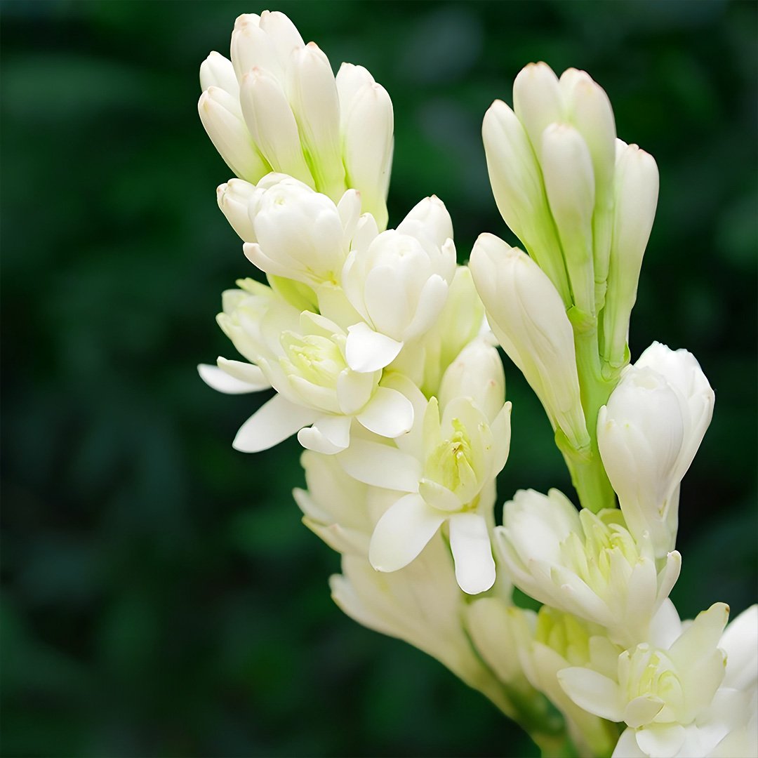 Rajnigandha Double Tuberose Bulbs